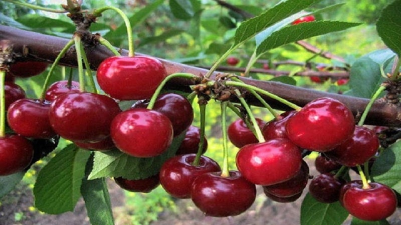 Aké sú dobré hybridy čerešňa-čerešňa a aké sú ich vlastnosti?