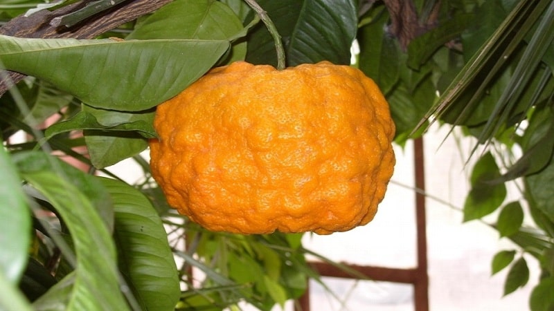 What are the benefits of bitter orange and how is it used?