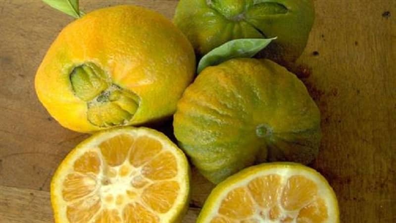 What are the benefits of bitter orange and how is it used?