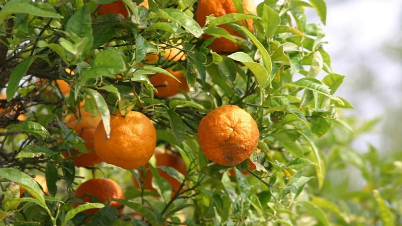 Quels sont les bienfaits de l’orange amère et comment est-elle utilisée ?