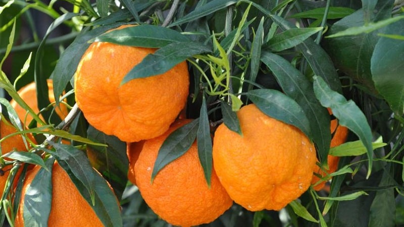 What are the benefits of bitter orange and how is it used?