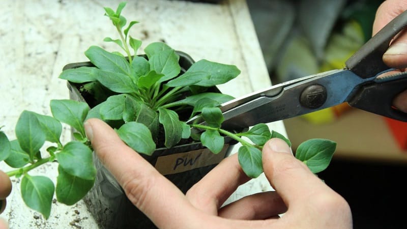 Vegetativní petúnie Hvězdná obloha s úžasně vypadajícími květinami