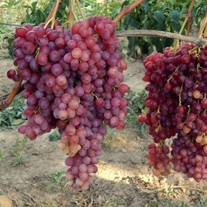 Variedad de uva Veles delicada y aromática de criadores ucranianos