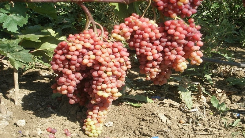 Delicate, aromatic Veles grape variety from Ukrainian breeders