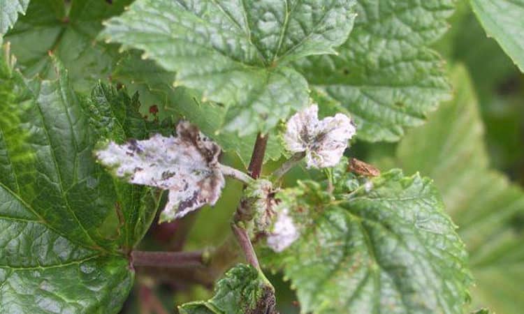 Cara merawat plak putih pada daun currant: bahan kimia dan ubat-ubatan rakyat