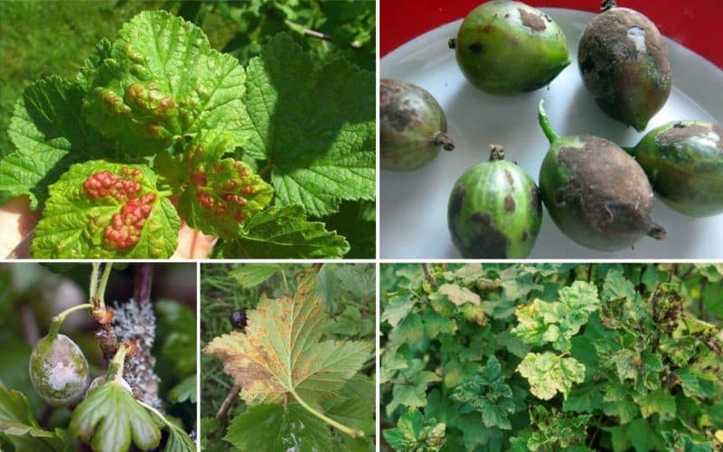 Diseases and pests of gooseberries and methods of combating them