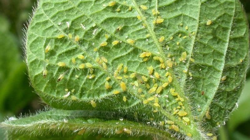 Diseases and pests of gooseberries and methods of combating them