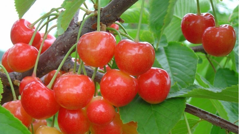 Revisión de las mejores variedades de cerezas resistentes al invierno y criterios para su selección.