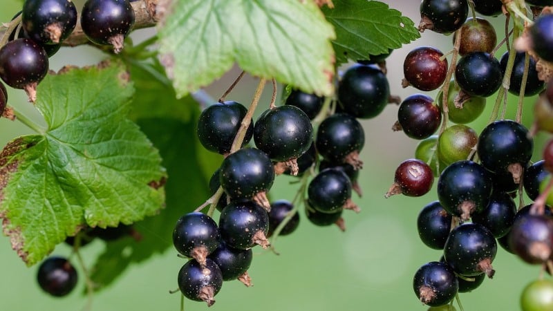 Cara merawat plak putih pada daun currant: bahan kimia dan ubat-ubatan rakyat