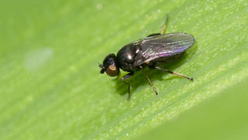 Bakit mapanganib ang Swedish fly sa winter wheat at kung paano haharapin ito at iba pang mga peste ng cereal