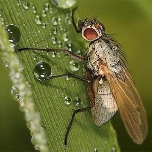 Why is the Swedish fly dangerous on winter wheat and how to deal with it and other cereal pests