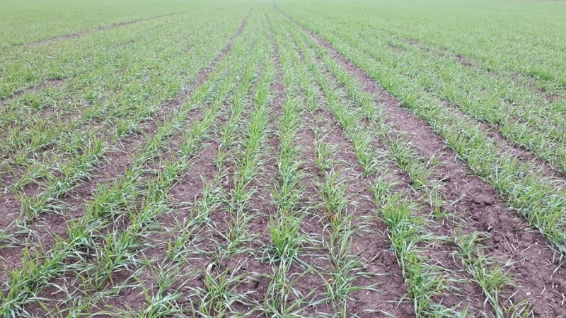 ¿Por qué la mosca sueca es peligrosa para el trigo de invierno y cómo combatirla y otras plagas de los cereales?