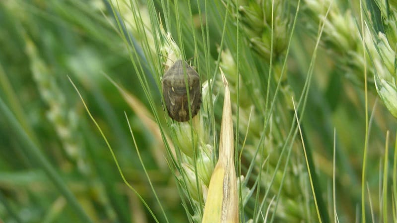 Bakit mapanganib ang Swedish fly sa winter wheat at kung paano haharapin ito at iba pang mga peste ng cereal