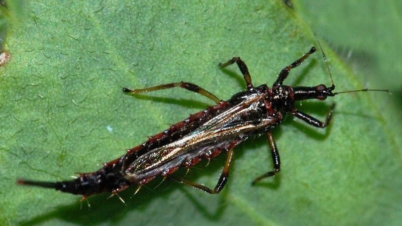 Varför är den svenska flugan farlig på höstvete och hur man hanterar den och andra spannmålsskadegörare