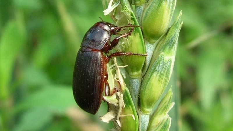 Why is the Swedish fly dangerous on winter wheat and how to deal with it and other cereal pests