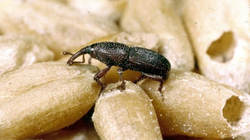 Why is the Swedish fly dangerous on winter wheat and how to deal with it and other cereal pests