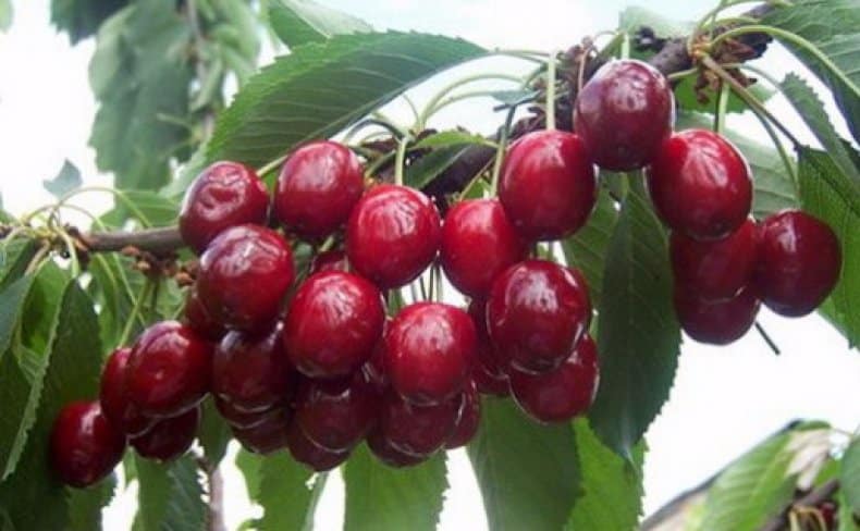 Repasuhin ang pinakamahusay na winter-hardy cherry varieties at pamantayan para sa kanilang pagpili