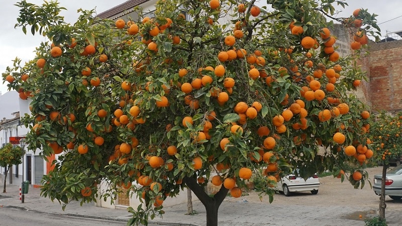 O que é uma laranjeira e como ela floresce?