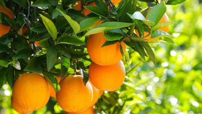 Cos'è un albero di arancio e come fiorisce?