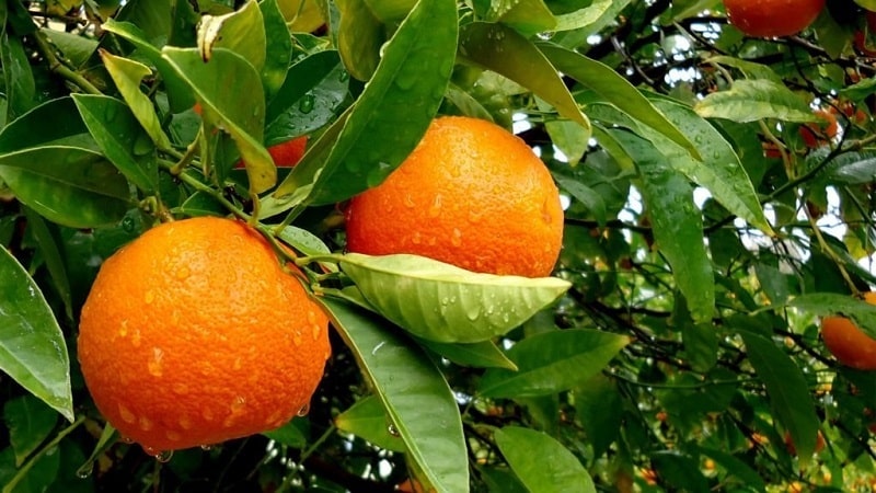 O que é uma laranjeira e como ela floresce?