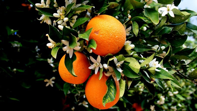 What is an orange tree and how does it bloom?