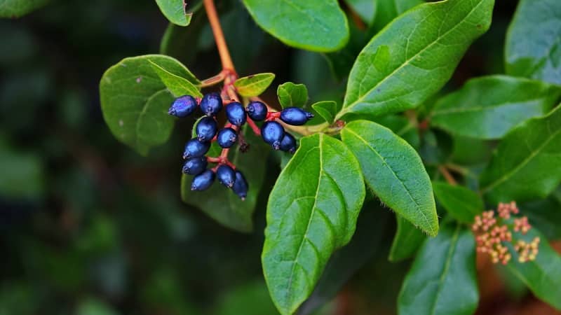 Was ist Wildes Geißblatt, wo wächst es und wofür wird es verwendet?