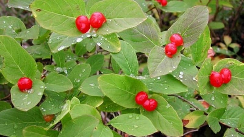 What is wild honeysuckle, where does it grow and what is it used for?