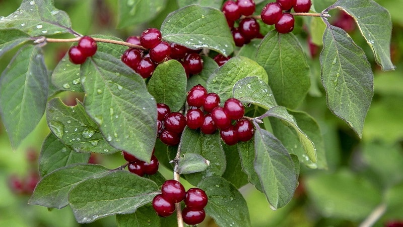 What is wild honeysuckle, where does it grow and what is it used for?