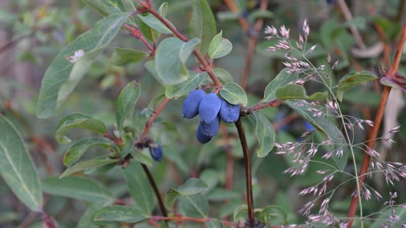 ¿Qué es la madreselva silvestre, dónde crece y para qué se utiliza?