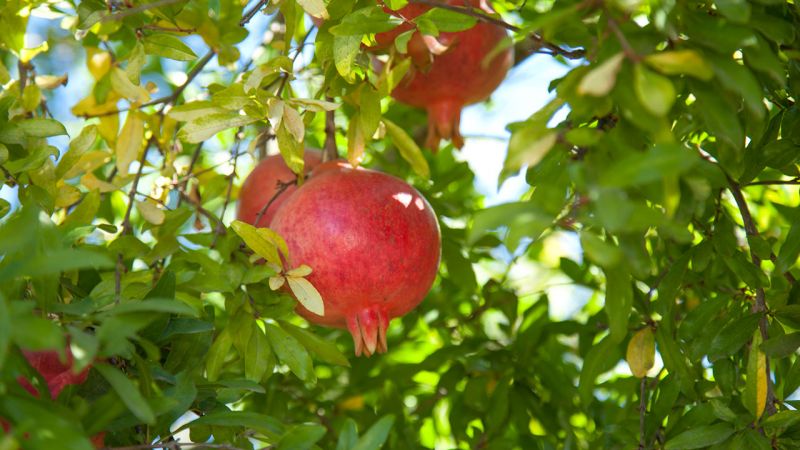 Was ist ein Granatapfel, ist es eine Zitrusfrucht oder nicht?