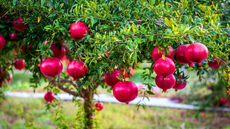 Was ist ein Granatapfel, ist es eine Zitrusfrucht oder nicht?