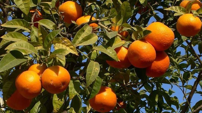 Kaj je mandarina: od kod prihaja, kako in kje raste?