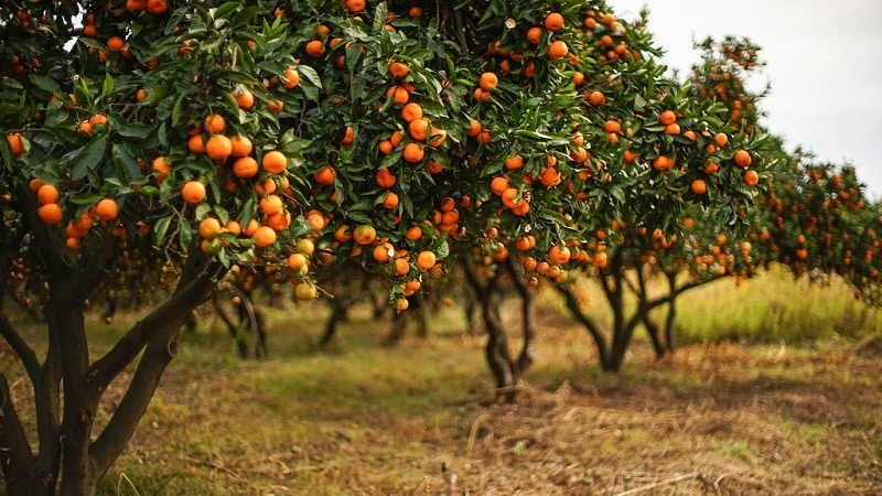 Què és una mandarina: d'on prové, com i on creix?