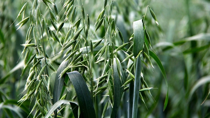 Apakah oat - penerangan penuh dan ciri biologi