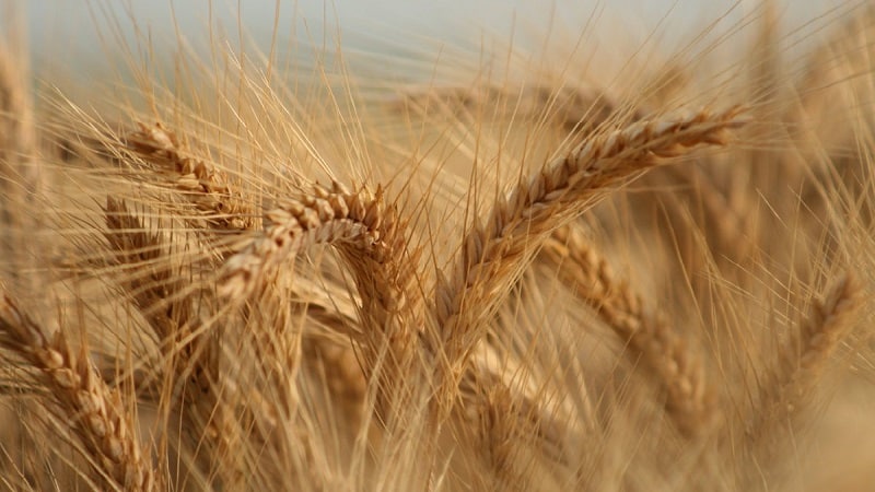 Ano ang durum wheat: paglalarawan, saklaw ng aplikasyon at mga pagkakaiba mula sa malambot na varieties