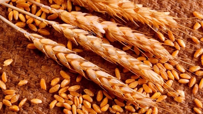 Ano ang durum wheat: paglalarawan, saklaw ng aplikasyon at mga pagkakaiba mula sa malambot na varieties