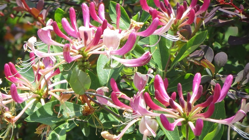 Variedad decorativa de madreselva Madreselva.