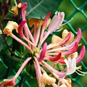 Dekorativ variation af kaprifolier Honeysuckle