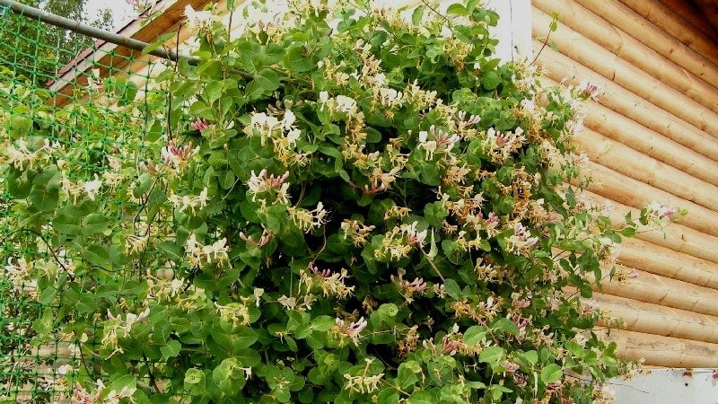 Decorative variety of honeysuckle Honeysuckle