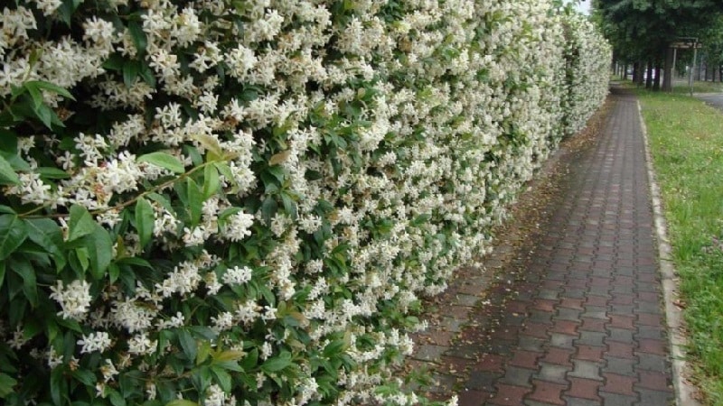 Decorative variety of honeysuckle Honeysuckle