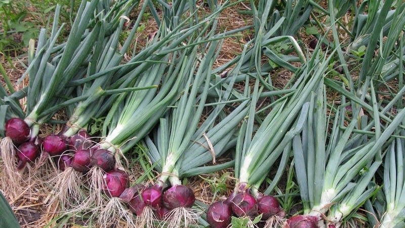 Cebola roxa doce, picante e moderadamente picante e suas variedades