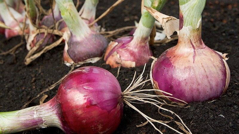 Makea, mausteinen ja kohtalaisen mausteinen violetti sipuli ja niiden lajikkeet