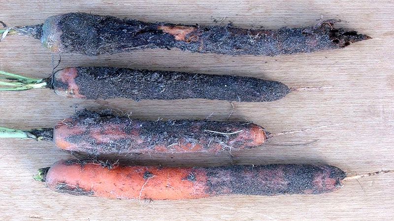 What to do if carrots rot during storage and why this happens