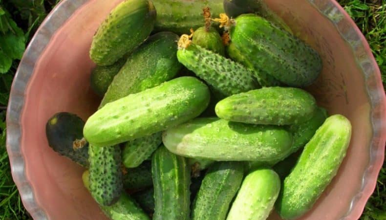 The best Dutch varieties of cucumbers for greenhouses and open ground