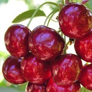 Repasuhin ang pinakamahusay na winter-hardy cherry varieties at pamantayan para sa kanilang pagpili