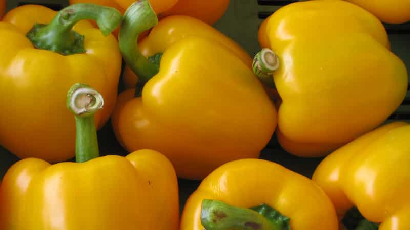 Characteristics and description of yellow pepper varieties