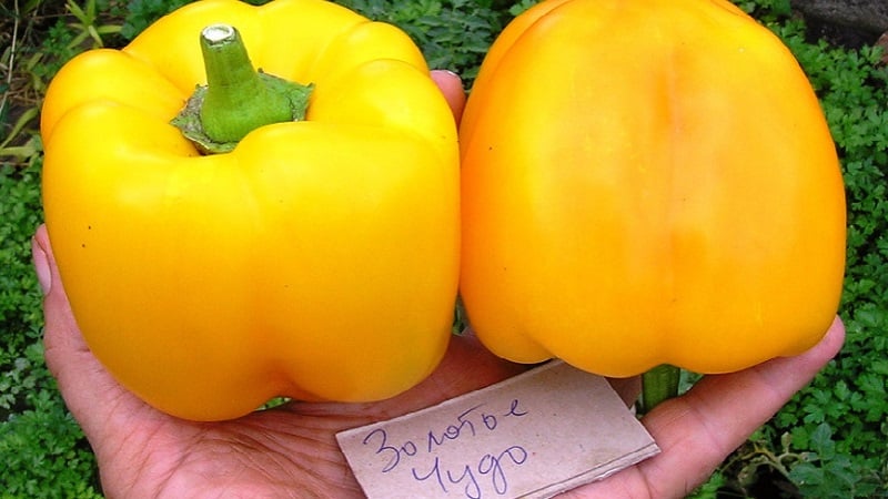 Characteristics and description of yellow pepper varieties