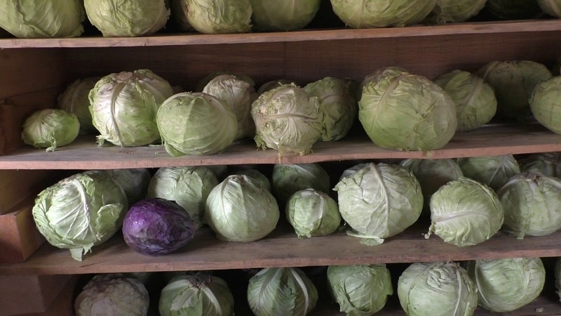 Pierādīti veidi, kā uzglabāt agro kāpostu līdz pavasarim