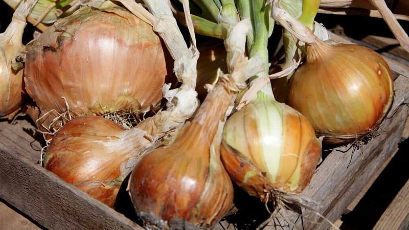 Instruções para escolher uma variedade e plantar cebolas holandesas para o inverno