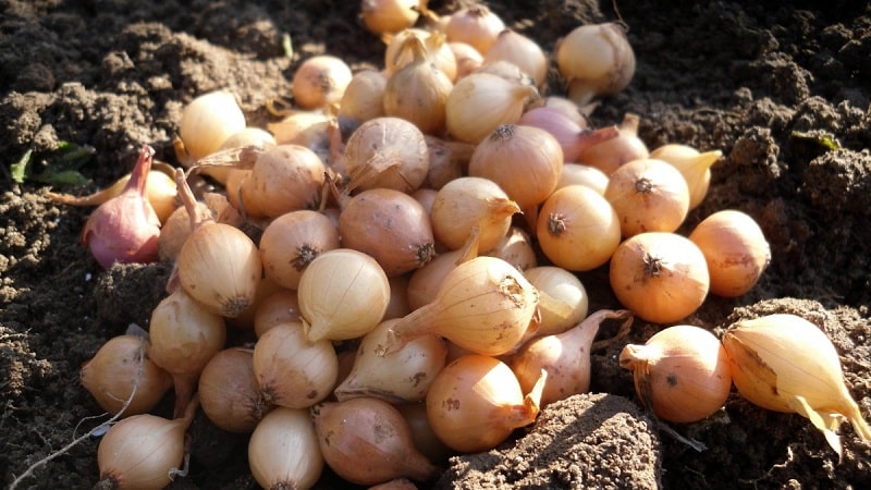 Instruções para escolher uma variedade e plantar cebolas holandesas para o inverno